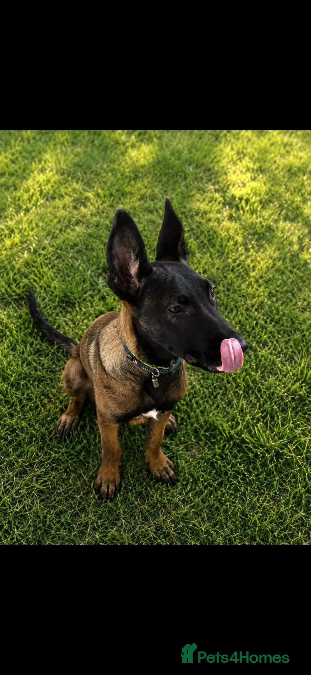 Belgian Shepherd Dog dogs for sale: 6 month old Belgian Malinois in Canvey Island - Advert 3