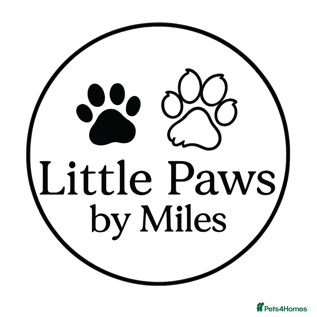 Ragdoll cats for stud: Premium GCCF/TICA Chocolate Point Ragdoll Stud - Advert 15