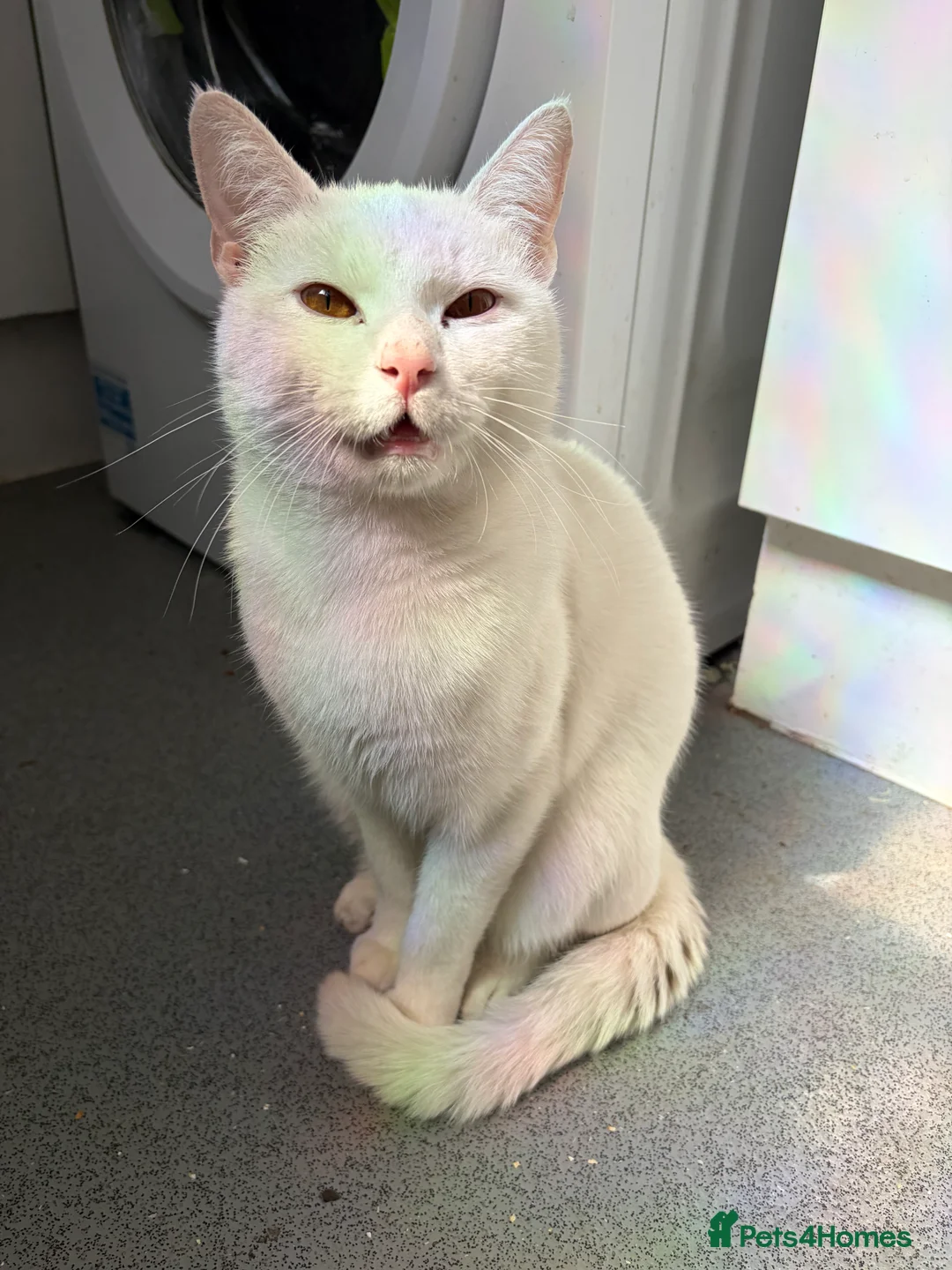 Mixed Breed cats for sale: Gorgeous 1 year old boy in Coventry - Advert 2