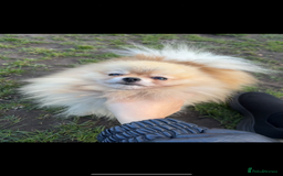 Pomeranian dogs for sale: Small cute Pomeranian  - Image 3