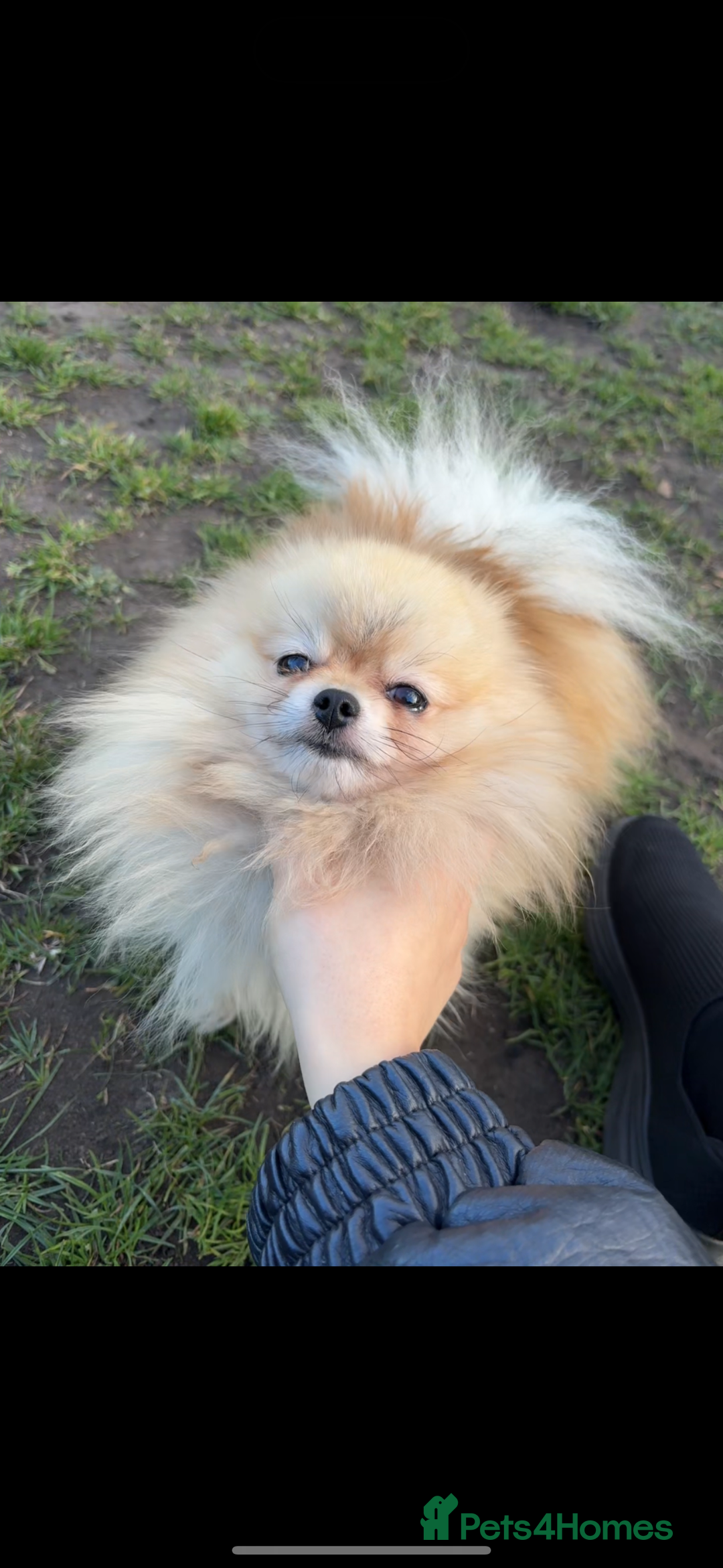 Pomeranian dogs for sale: Small cute Pomeranian  - Image 3