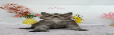 2Pac polydactyl 