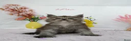 Maine Coon cats for sale: Stunning Maine Coon ( polydactyl)  - Advert 20