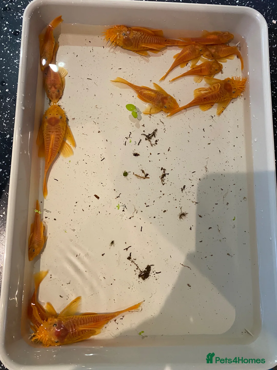 Plecos fish for sale: Blue eye lemon bristlenose plecos in Tamworth - Advert 1