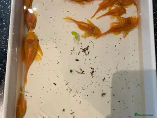 Plecos fish Blue eye lemon bristlenose plecos - Advert 7