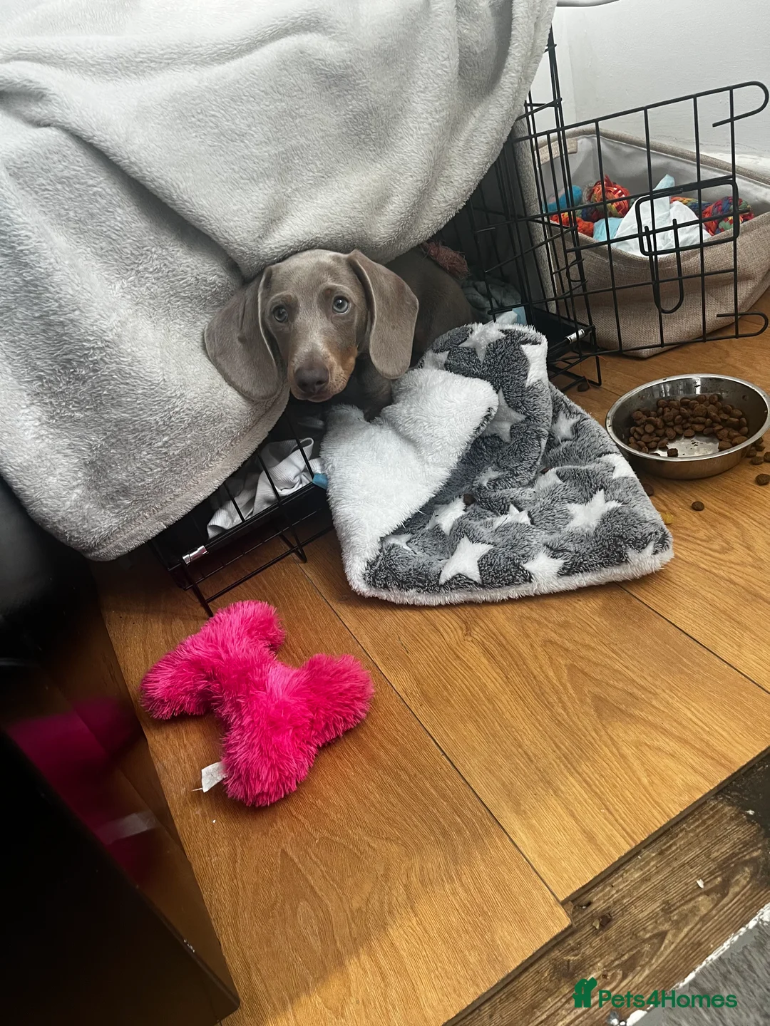 Miniature Dachshund dogs for sale: Dachshund  - Advert 7