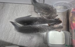 Mixed Breed cats for sale: 3 kittens 2 female 1 male - Image 1
