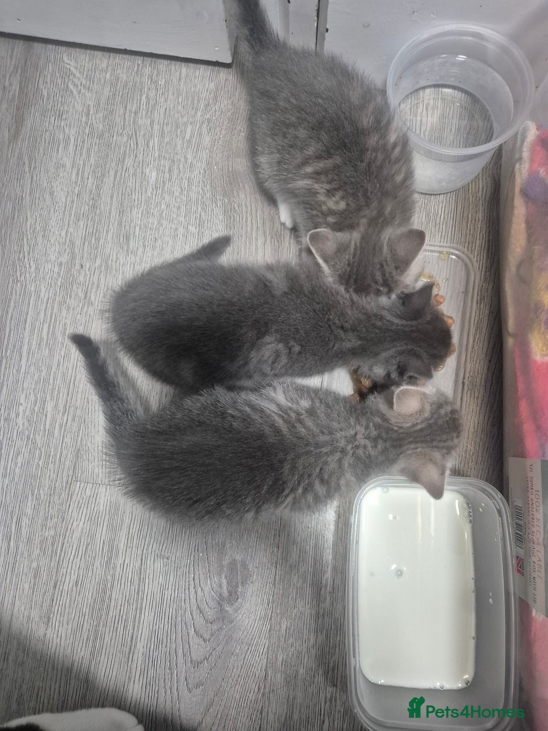 Mixed Breed cats for sale: 3 kittens 2 female 1 male - Image 1