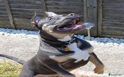 American Bull Staffy dogs for stud: Hugo  - Image 2