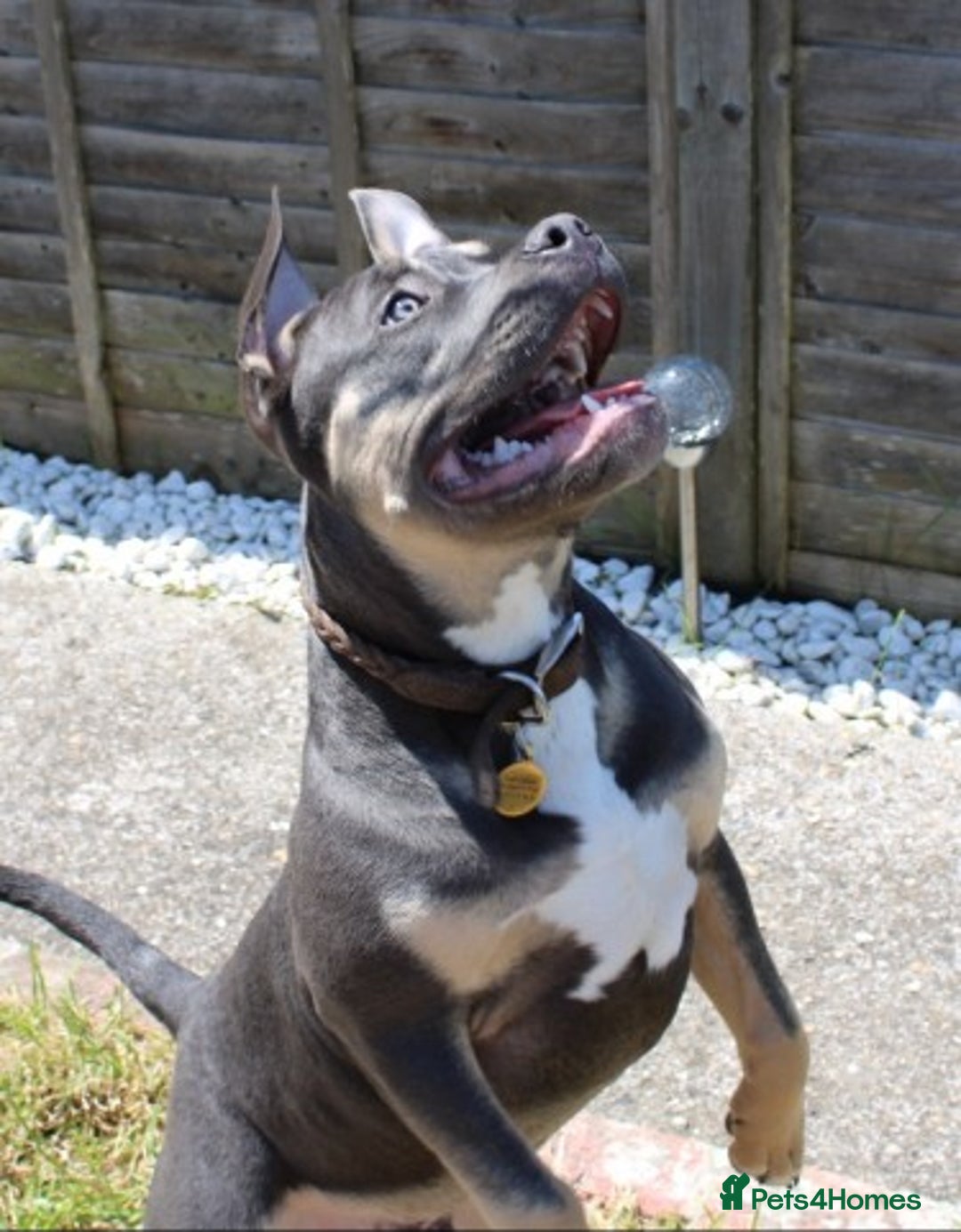 American Bull Staffy dogs for stud: Hugo  - Image 2