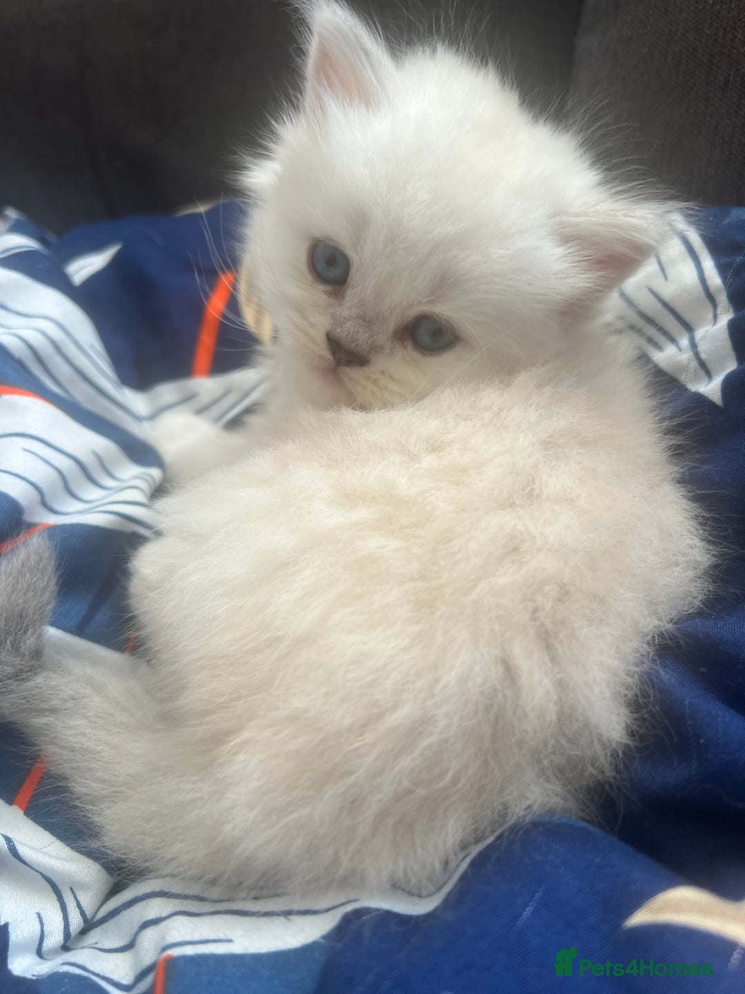 Scottish Fold cats for sale: Lovley Scottish fold and straight kittens. - Image 7
