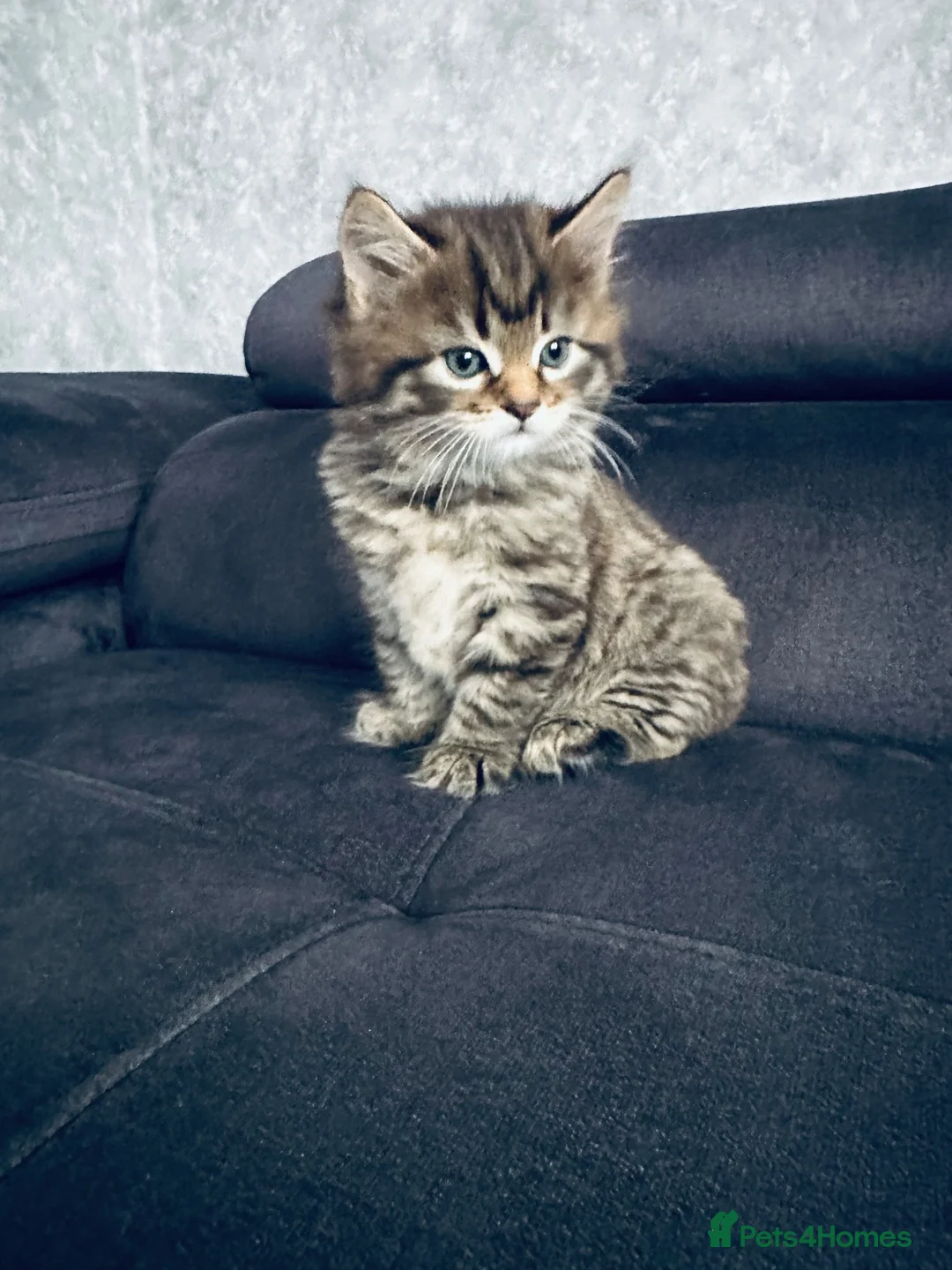 Scottish Fold cats for sale: Scottish straight/fold - Advert 2