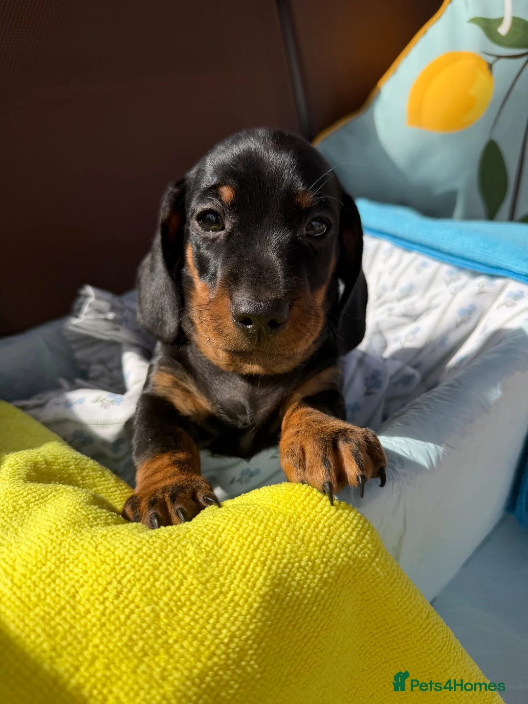 Miniature Dachshund dogs for sale: A litter of 2 lovely dachshund pups - Advert 1