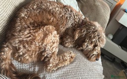 Cockapoo dogs for sale: Outstanding Cockapoos Puppies. 4 boys💙 2 girls 💗 - Image 2