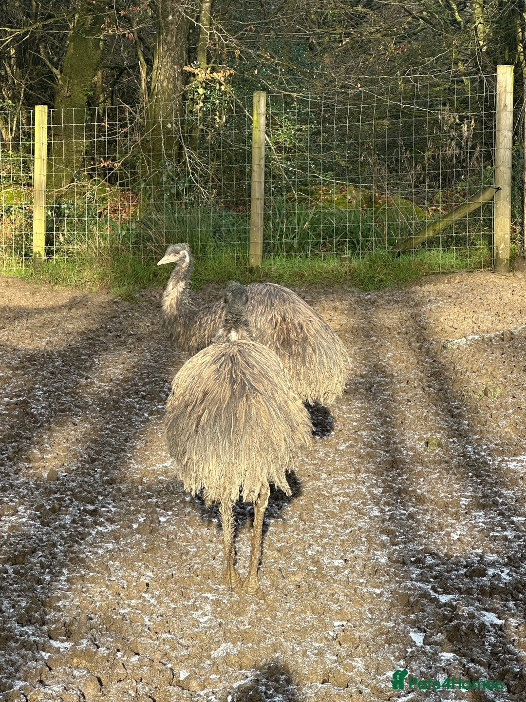 Emus poultry for sale: 6 emus for sale  - Advert 3