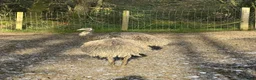 Emus poultry for sale: 6 emus for sale  - Advert 3