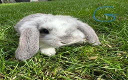 Mini Lop rabbits for sale: Mini Lop Male and Female Rabbits For Sale  - Image 1