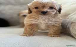 Cockapoo dogs for sale: F1 cockapoo puppies PRA TESTED - Image 14
