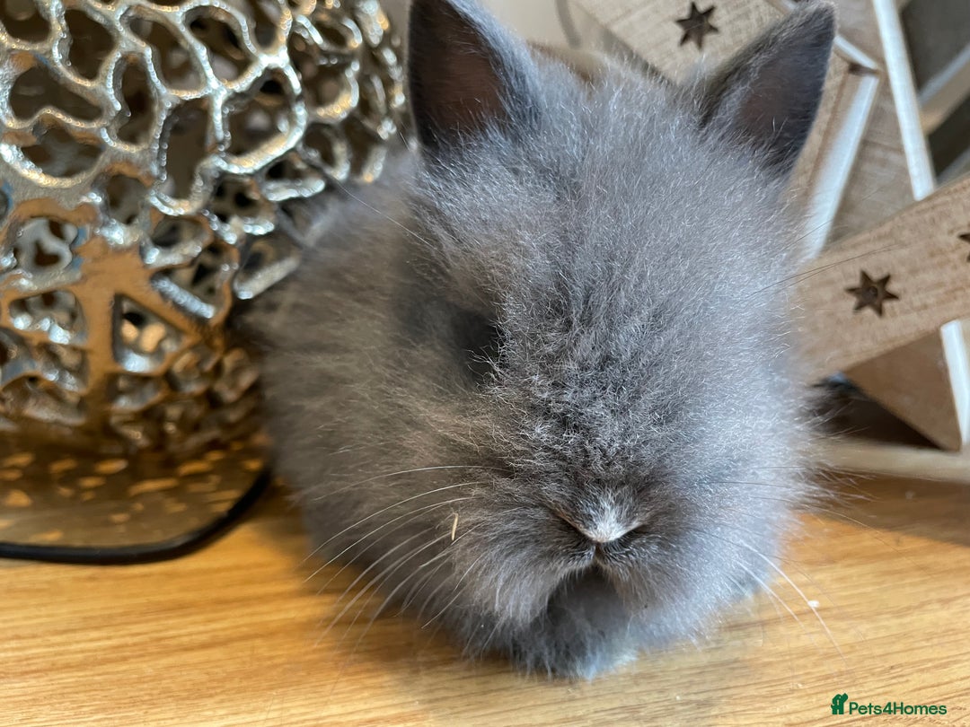 Lionhead rabbits for sale: 2 double mane lion heads  for sale  - Image 3