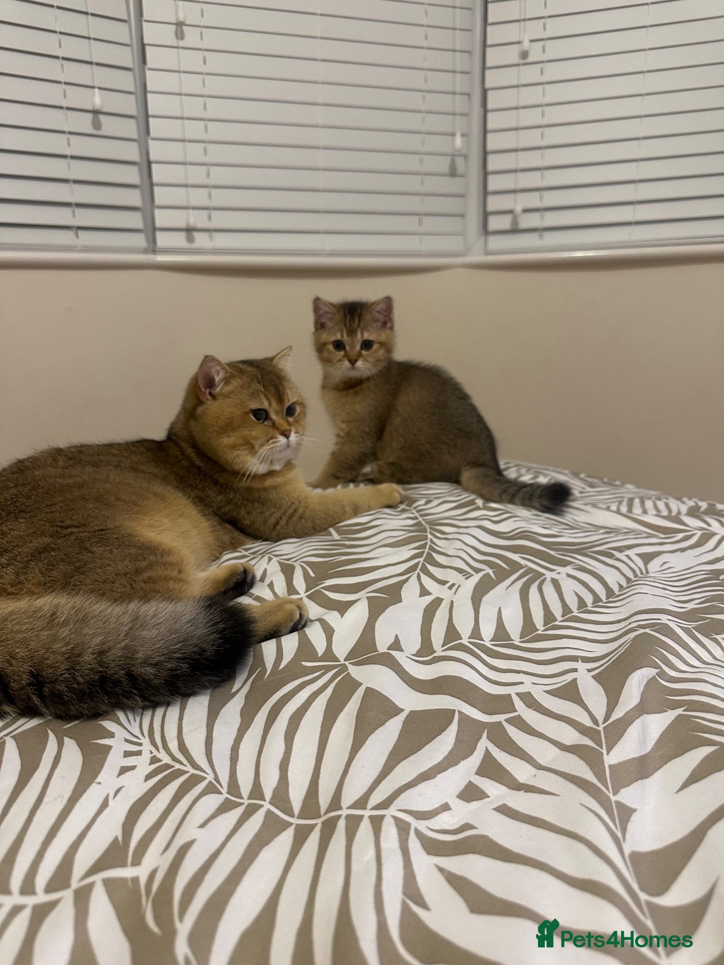 British Shorthair cats Beautiful Golden Tipped Male - Advert 1
