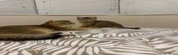 British Shorthair cats for sale: Beautiful Golden Tipped Male - Advert 1