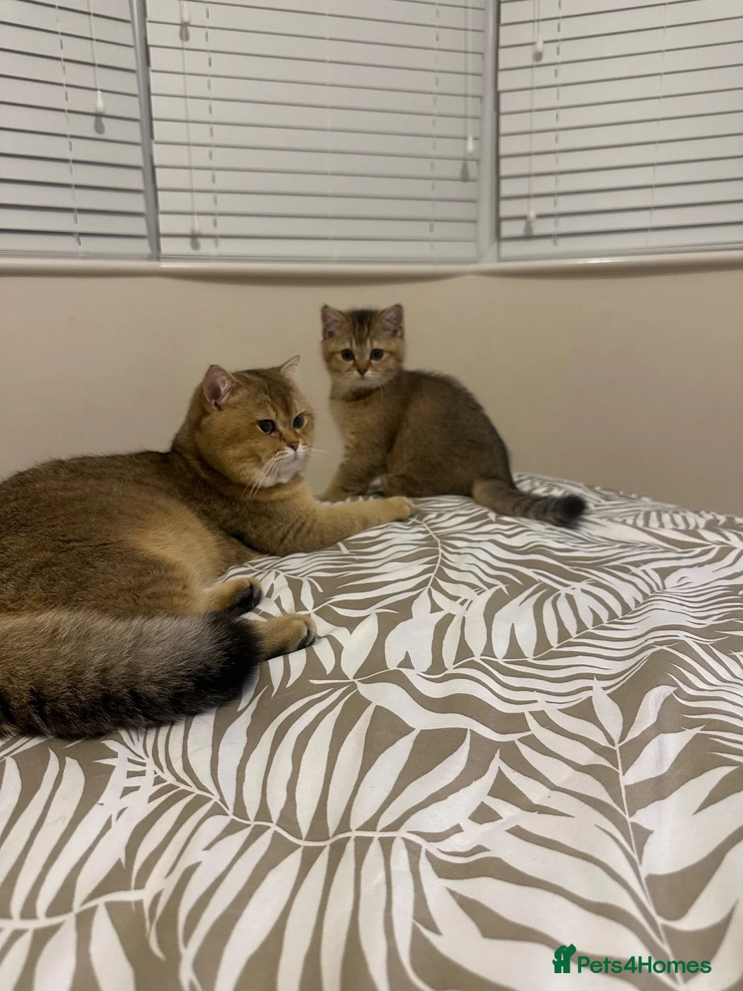 British Shorthair cats for sale: Beautiful Golden Tipped Male - Advert 1