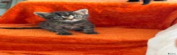 Mixed Breed cats for sale: Beautiful Fur Babies. in Basildon - Advert 2