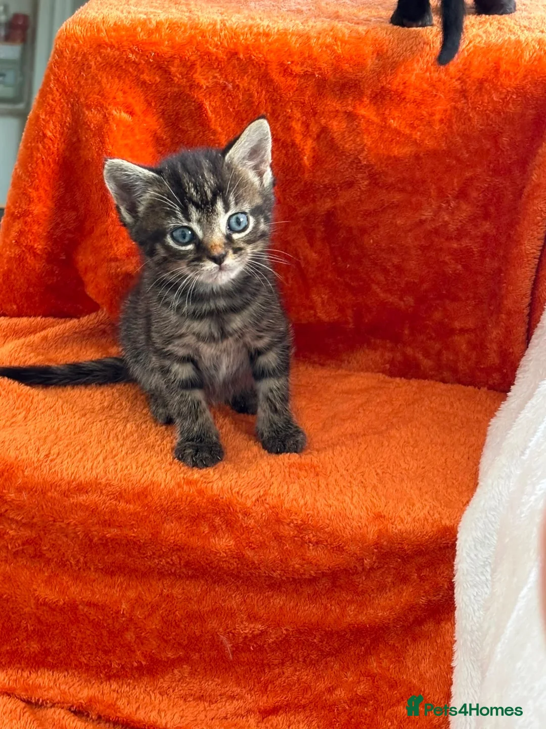 Mixed Breed cats for sale: Beautiful Fur Babies. in Basildon - Advert 2