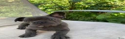French Bulldog dogs for sale: Outstanding male puppy  - Advert 8