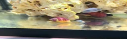 Snails invertebrates for sale: Magenta mystery snails. Pomacea bridgesii  - Advert 3