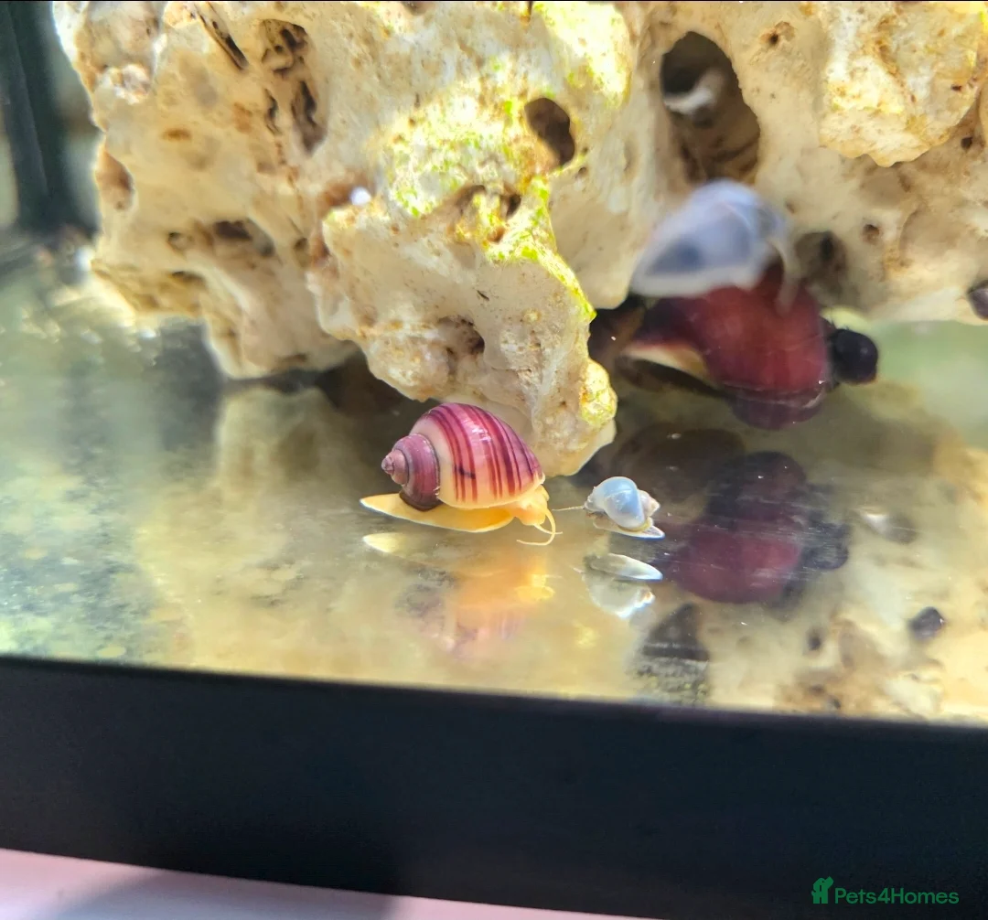 Snails invertebrates for sale: Magenta mystery snails. Pomacea bridgesii  - Advert 3