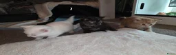 Mixed Breed cats for sale: Half British blue  - Advert 2