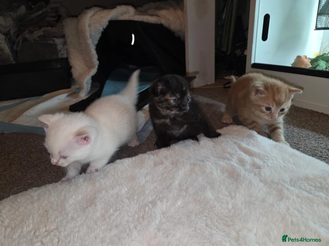 Mixed Breed cats for sale: Half British blue  - Advert 2