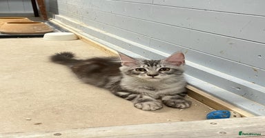 Maine Coon cats - Advert 5