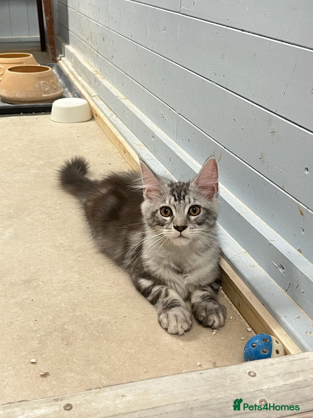 Maine Coon cats for sale: 2 Maine Coon Boys Ready To Go! - Image 10