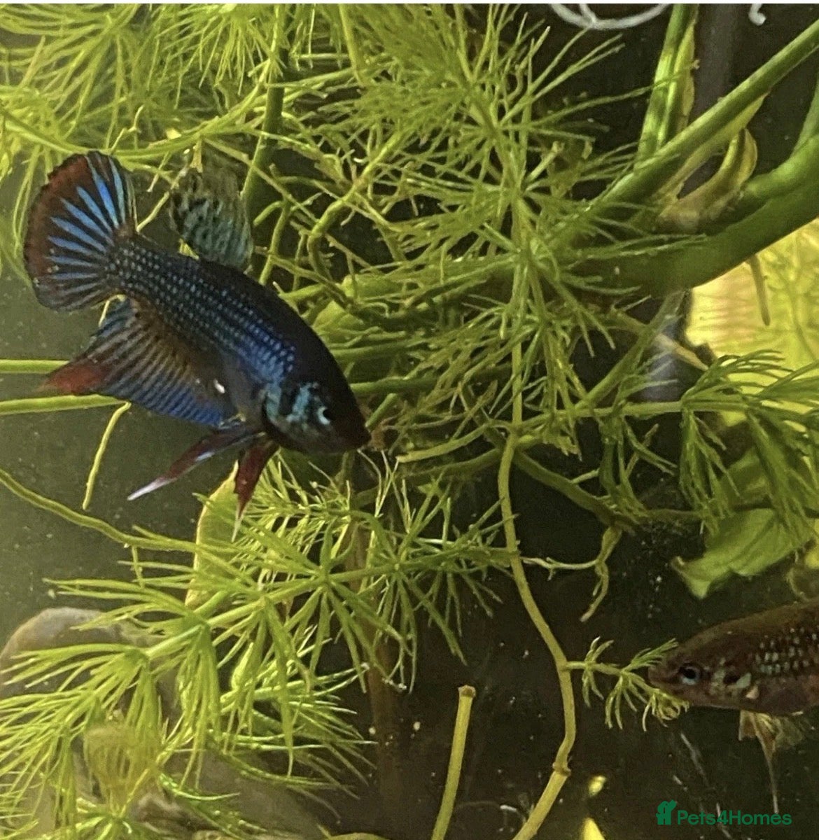 Bettas fish Betta imbellis pairs for sale - Advert 9
