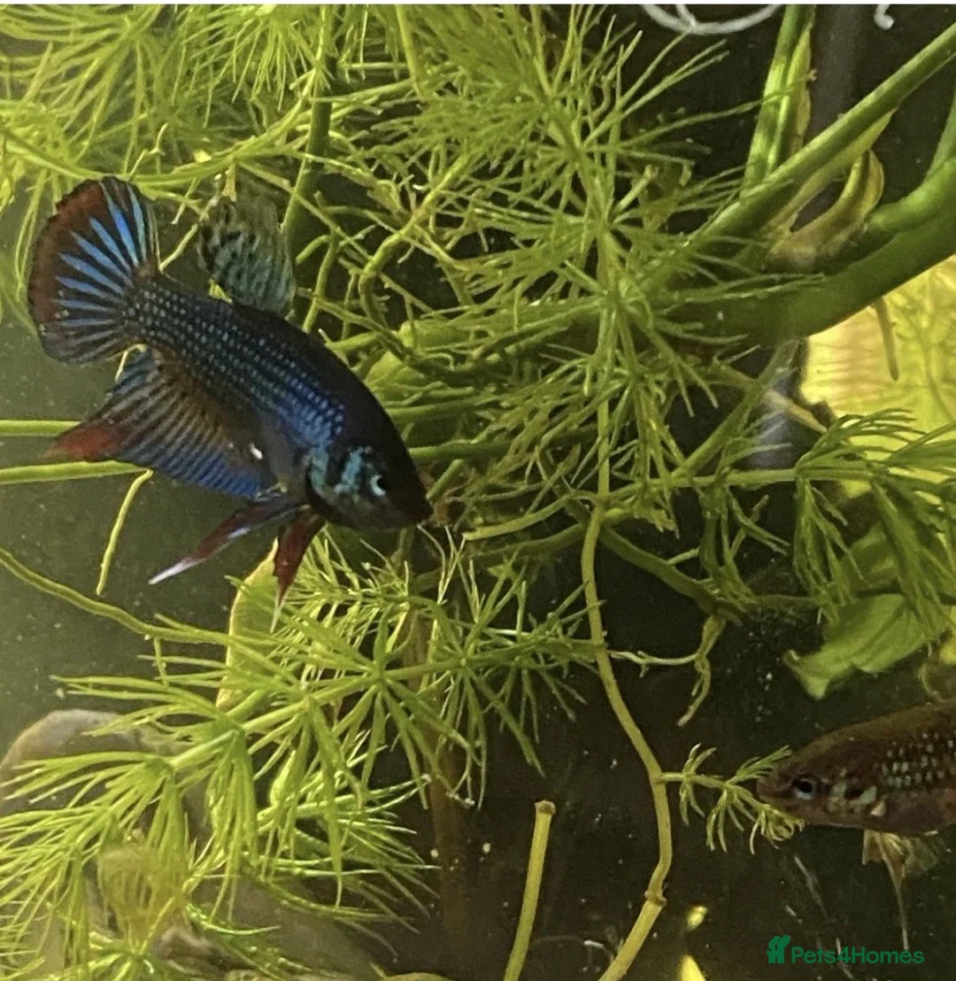 Bettas fish for sale: Betta imbellis pairs for sale - Advert 1
