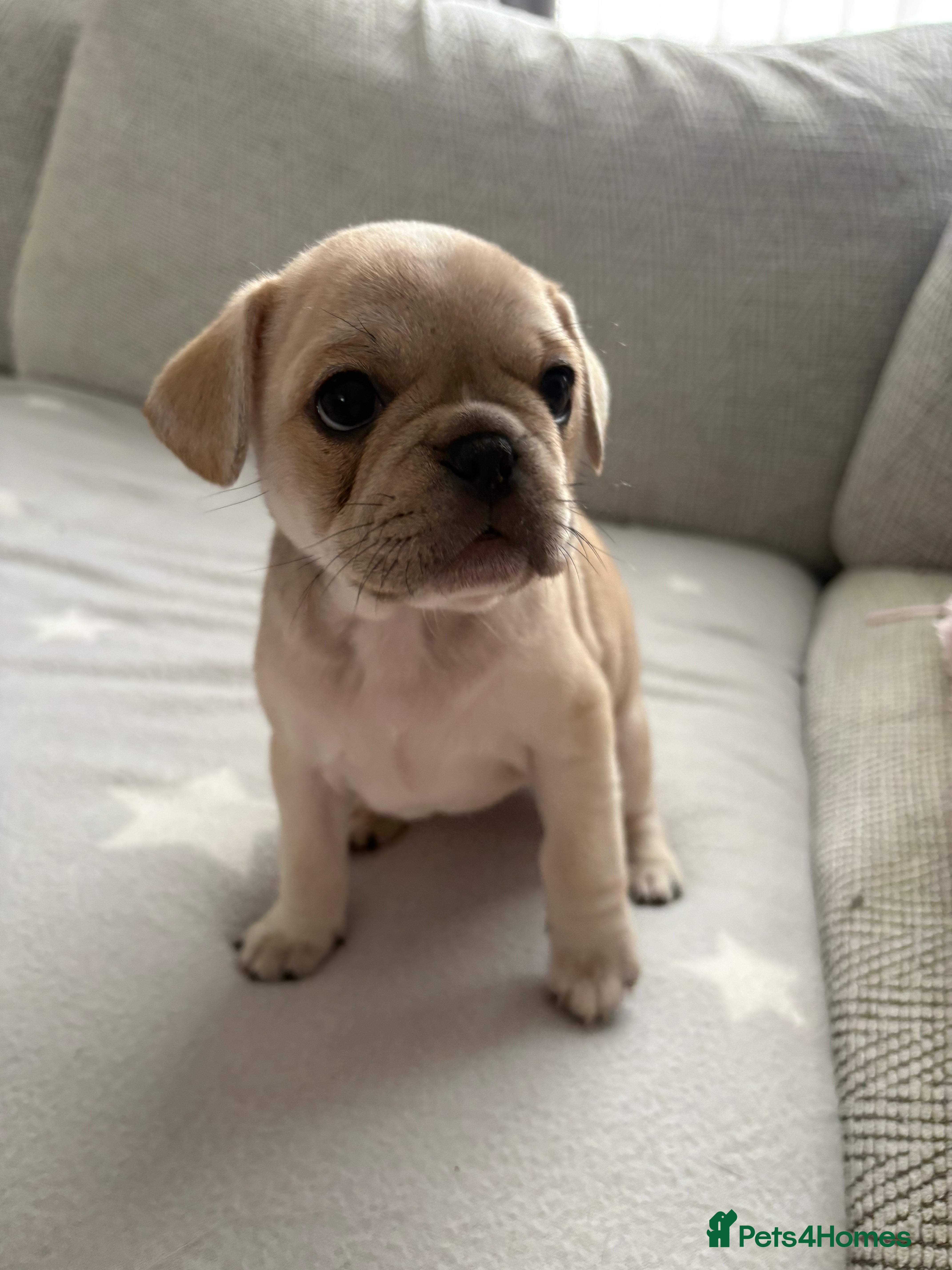 Frug dogs 🐶 Pug/French bulldog puppies 🐶 Rare markings - Advert 1