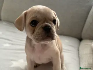Frug dogs 🐶 Pug/French bulldog puppies 🐶 Rare markings - Advert 1