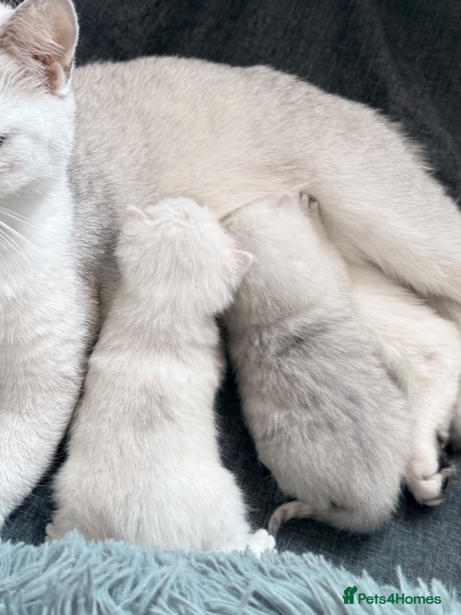 British Shorthair cats British Shorthair Silver Tipped Kittens - Advert 3