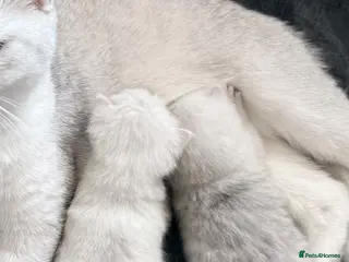 British Shorthair cats British Shorthair Silver Tipped Kittens - Advert 3