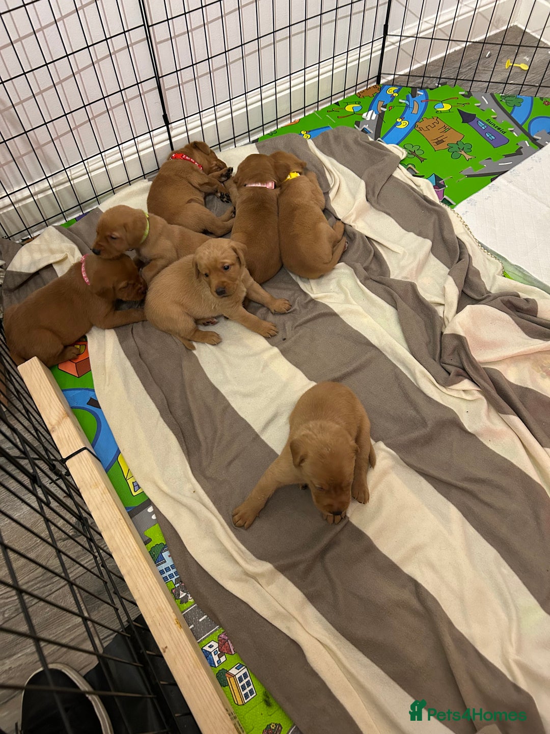 Labrador Retriever dogs for sale: Fox red labrador pups Glasgow  - Advert 6