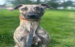 Mixed Breed dogs for sale: Female - Image 4