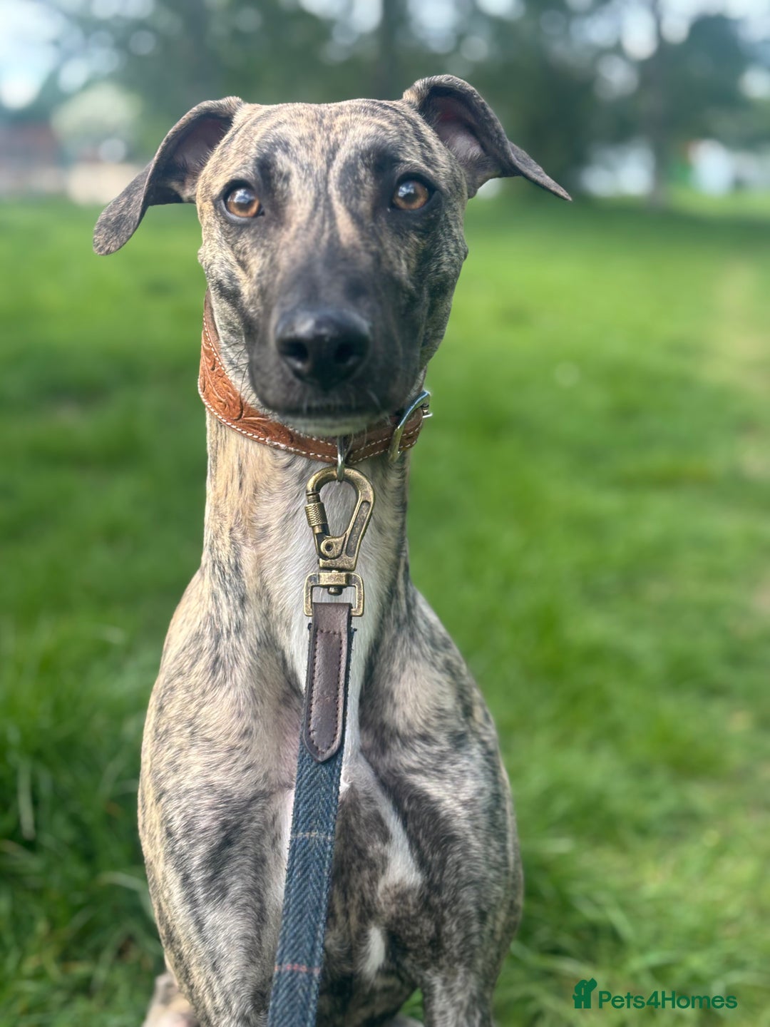 Mixed Breed dogs for sale: Female - Image 4