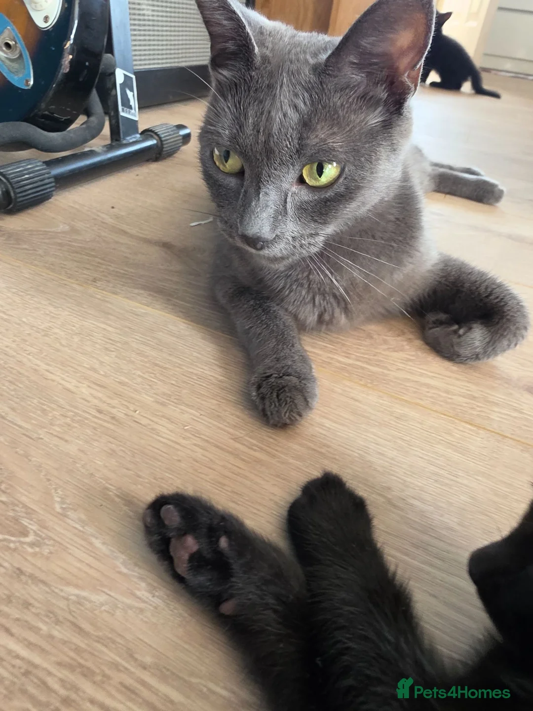 Mixed Breed cats for sale: 2 beautiful black fluffy kittens for sale  - Advert 5