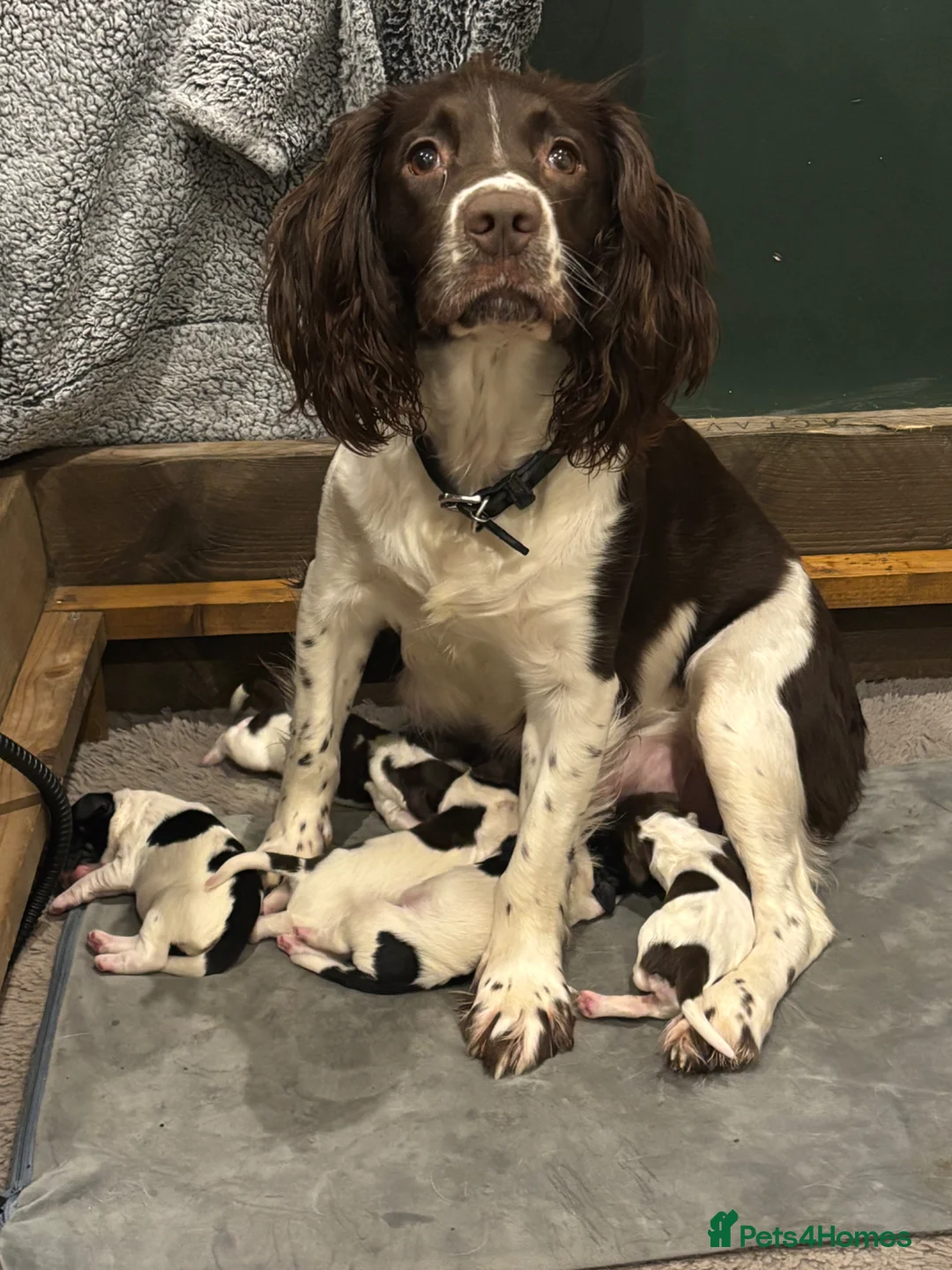 English Springer Spaniel dogs for sale: Quality springer spaniel puppies  - Advert 22
