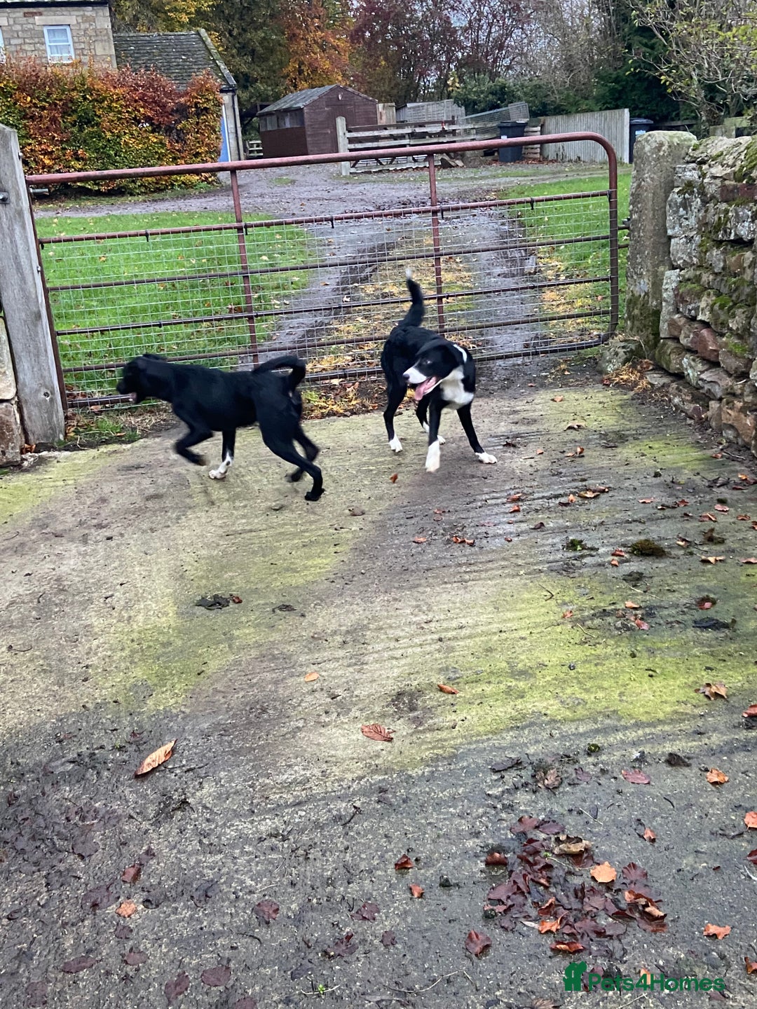 Mixed Breed dogs for sale: Collie x Huntaway pups - Advert 6