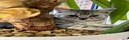 British Shorthair cats for sale: British Shorthair Classic Silver Tabby/Spotted - Advert 12