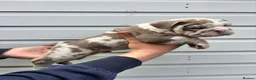 English Bulldog dogs for sale: One Of A Kind English Bulldogs DWKC in Luton - Advert 14