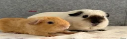 Guinea Pig rodents for sale: Californian & Golden young boars - Advert 5